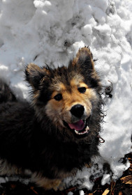 Никогда не вешай нос!