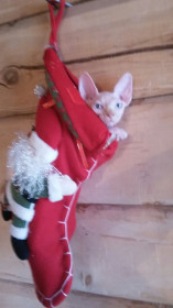 Лучший твой подарочек-это я!!!