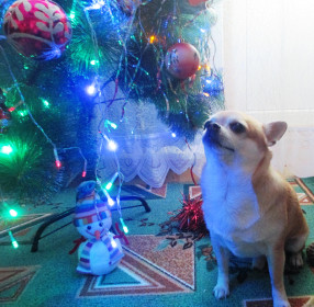 Лучший твой подарочек - это я!!!!