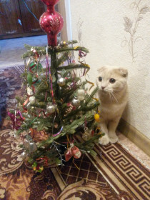 А где мой подарочек?