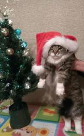 Ох уж этот Новый Год!