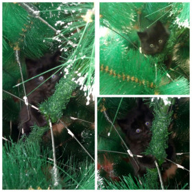 Мой чертёнок