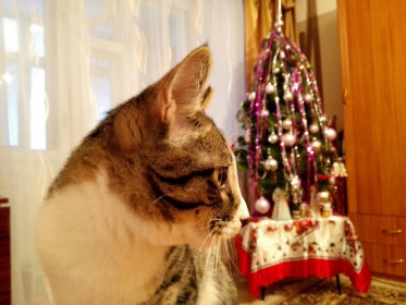 вот вырасту....