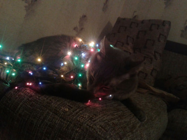 Наша Маркиза