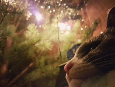 В ожидании Деда Мороза :)