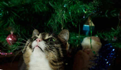 Новогоднее головокружение!