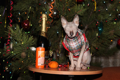 В ожидании Новогоднего чуда