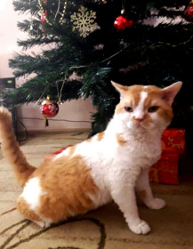 В ожидании чуда