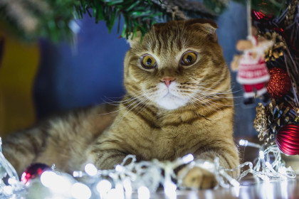 Я под елочкой лежу,подарки сторожу!