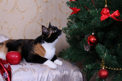 В ожидании новогоднего чуда