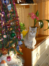 Такая вот Снегурочка