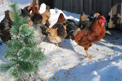 Год Петуха! Все на ку-кар-навал!