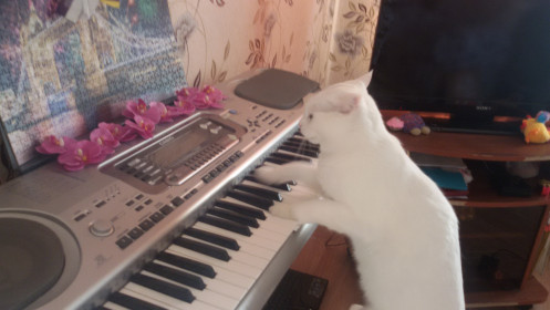 Муся играет Бетховина