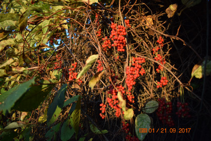 Домашний ценный виноград (лимонник)