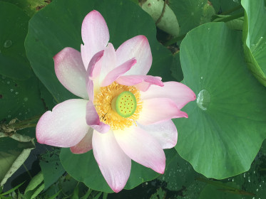 Амурский лотос