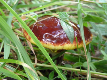 Лесной сюрприз