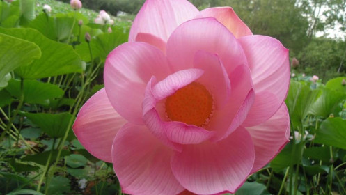 На озере «Кувшинка» в городе Райчихинске