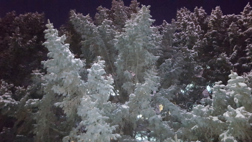 Ели возле областной администрации, г. Благовещенск