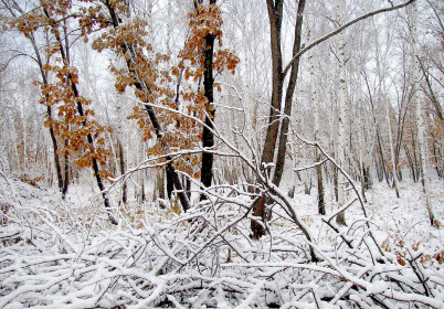 Станция Широтная, окрестности Благовещенска
