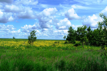 Луга и перелески окрестностей села Лиманное Серышевского района.