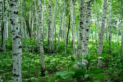 Берёзовая роща в окрестностях села Лиманное Серышевского района.