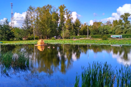 Петр и  Феврония грациозно плавают на озере лотосов в  Ивановке.