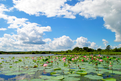 Лотосы на Полуозерке в Бурейском районе