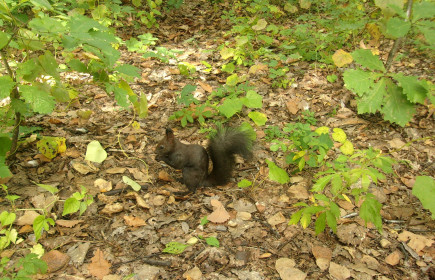 В Первомайском парке Благовещенска осенью