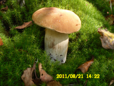 Стойба, дары природы.