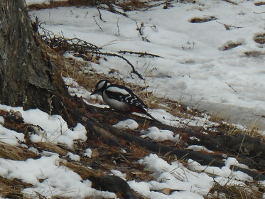 Санитар леса