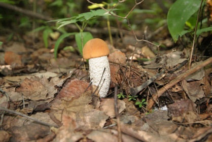 Лесной подарок Талакана