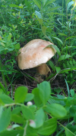 Поклонись земле русской