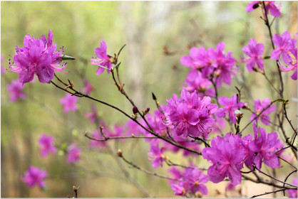 Тонкий аромат багульника