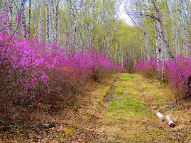 Багульник цветёт. Сковородинский район.