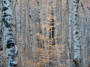 Сковородинский район.
