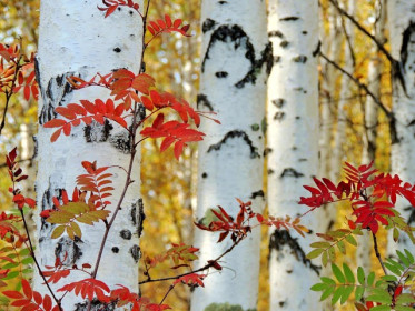 Сковородинский район.