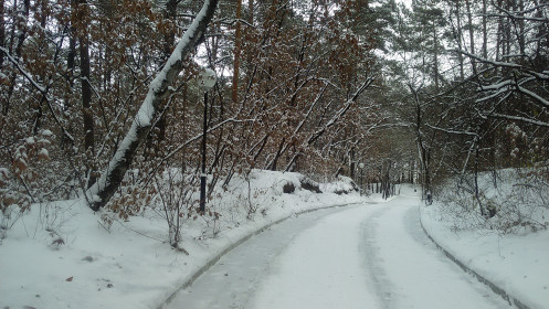 Дорога в санаторий "Василек"