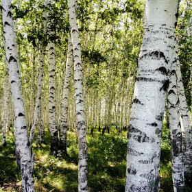 Село Белый Яр