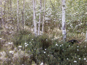 Багульник цветет. Ж/д станция Улак, Зейский район.