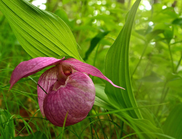 Краснокнижное растение Амурской обл.