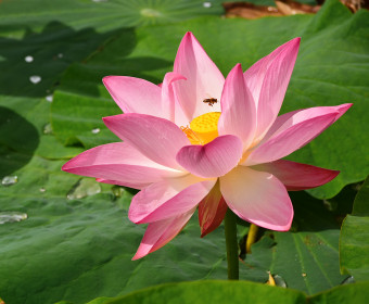 Амурская обл, с.Ивановка самая северная точка цветения лотосов.