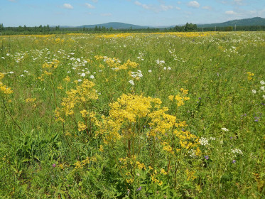 Поля за с. Албазино.