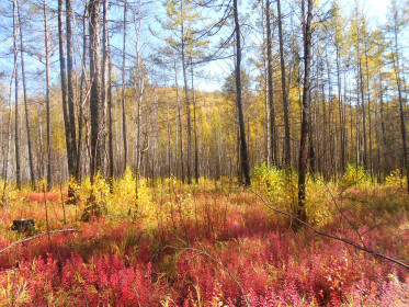 Сентябрь. Сковородинский район.