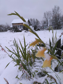 Первый снег