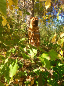 Прогулка в осеннем лесу