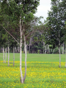 Цветочный ковер.