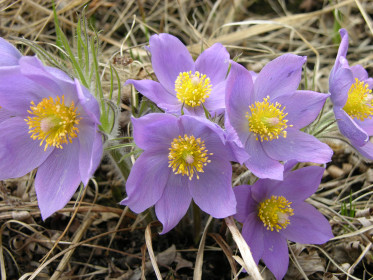 село Ромны Ромненский район