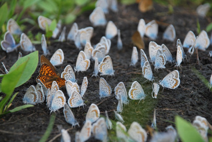 Бабочки-голубянки и шашечница Феба из села Ромны