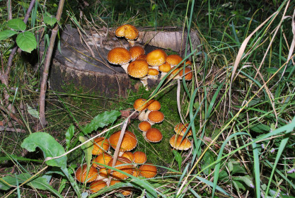 Ромненские опята