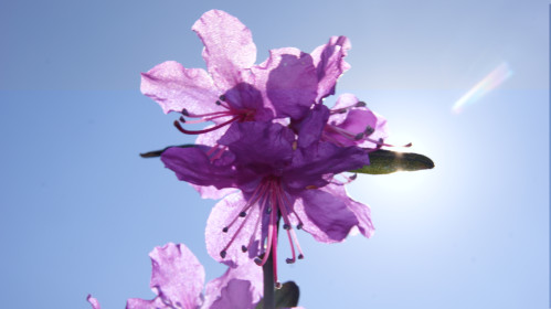 Багульник в селе Тыгда Магдагачинского района